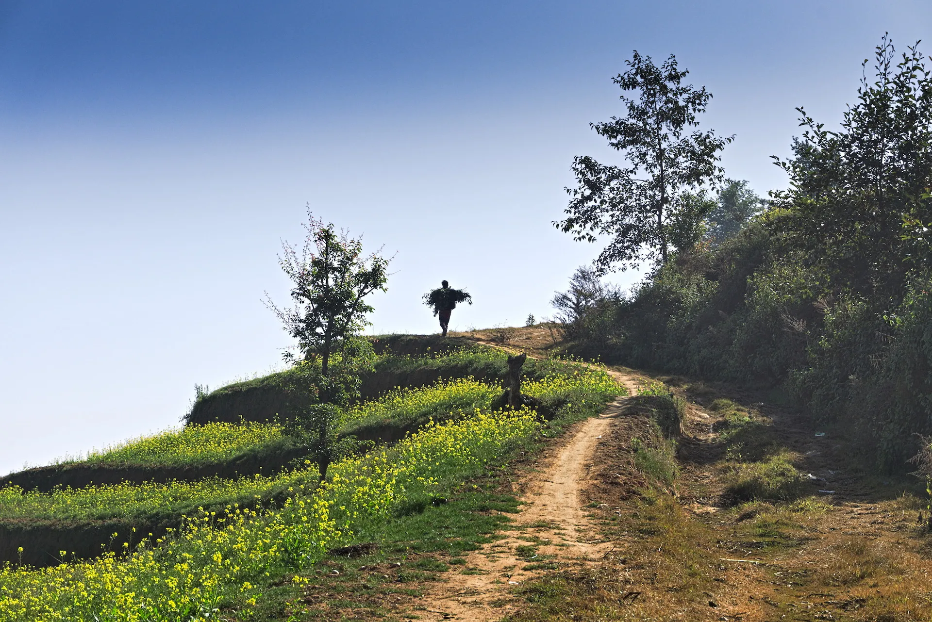 Trekking in the Kathmandu Valley surrounded by mustard flowers